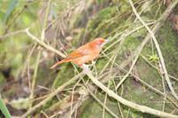 Vogel in Machu Picchu