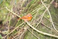 Vogel in Machu Picchu