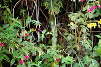 Schmetterling an Blüte