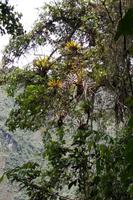 Bromelien nutzen einen Baum als Lebensraum