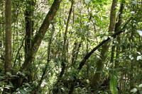 Nebelwald bei Machu Picchu