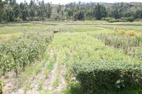 Felderwirtschaft inmitten des archäologischen Geländes, Raqchi