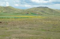 Altiplano peruano mit Senf oder Raps (wir könnten uns als Gruppe nicht einigen)