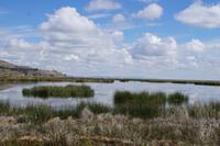 Titicacasee, Totora-Binsen