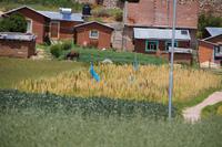 „Blonder“ Quinoa