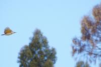 Specht im Flug