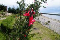Cantua buxifolia - die peruanische Nationalblume