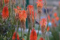 Colibri (hinter der Blüte)