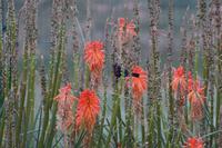 Nicht nur Colibris interessieren sich für die Blumen im Hotelgarten