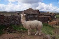 Ein Suri - eine Alpaca-Sorte