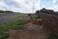 Guanaco
