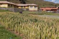 Quinoa bei Sillustani