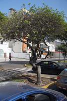 Der Wuchs des Baumes inspirierte mich zu diesem Foto