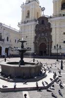 Auch die Ratten der Lüfte sind bei den Franziskanern willkommen