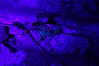 Skorpion bei Schwarzlicht