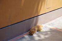 Kloster Santo Domingo - Lima