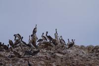 Islas Ballestas