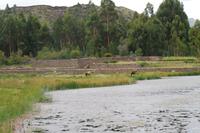 Raqui - Viracocha Tempel