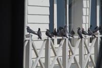 Seevögel an der Rosa Naútica 