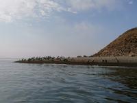 Bootstour Ballestas Inseln