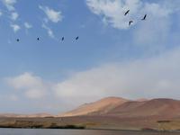 Bootstour Ballestas Inseln