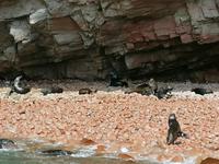 Bootstour Ballestas Inseln