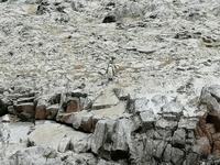 Bootstour Ballestas Inseln