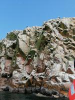 Bootstour Ballestas Inseln