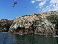 Bootstour Ballestas Inseln