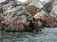 Bootstour Ballestas Inseln