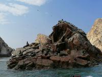 Bootstour Ballestas Inseln