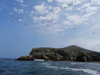 Bootstour Ballestas Inseln