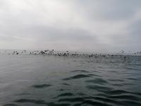 Bootstour Ballestas Inseln