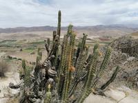 Hochebene Pampa Canahuas