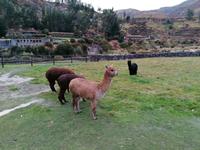 Colca Lodge