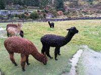 Colca Lodge