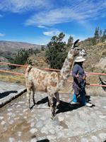 Colca Tal