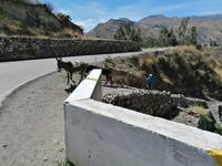 Colca Tal