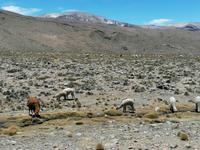 Hochebene Pampa Canahuas