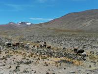 Hochebene Pampa Canahuas
