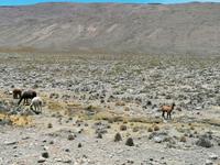 Hochebene Pampa Canahuas