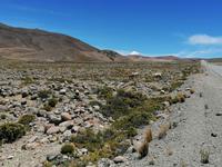 Hochebene Pampa Canahuas