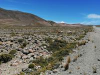 Hochebene Pampa Canahuas