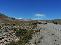 Hochebene Pampa Canahuas