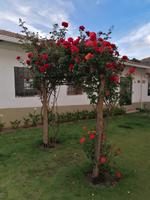 Andahuayillas - Sixtinische Kapelle der Anden