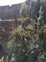 Ollantaytabo Festung