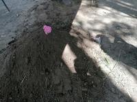 Traditionelles Mittagessen Pachamanca