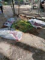 Traditionelles Mittagessen Pachamanca