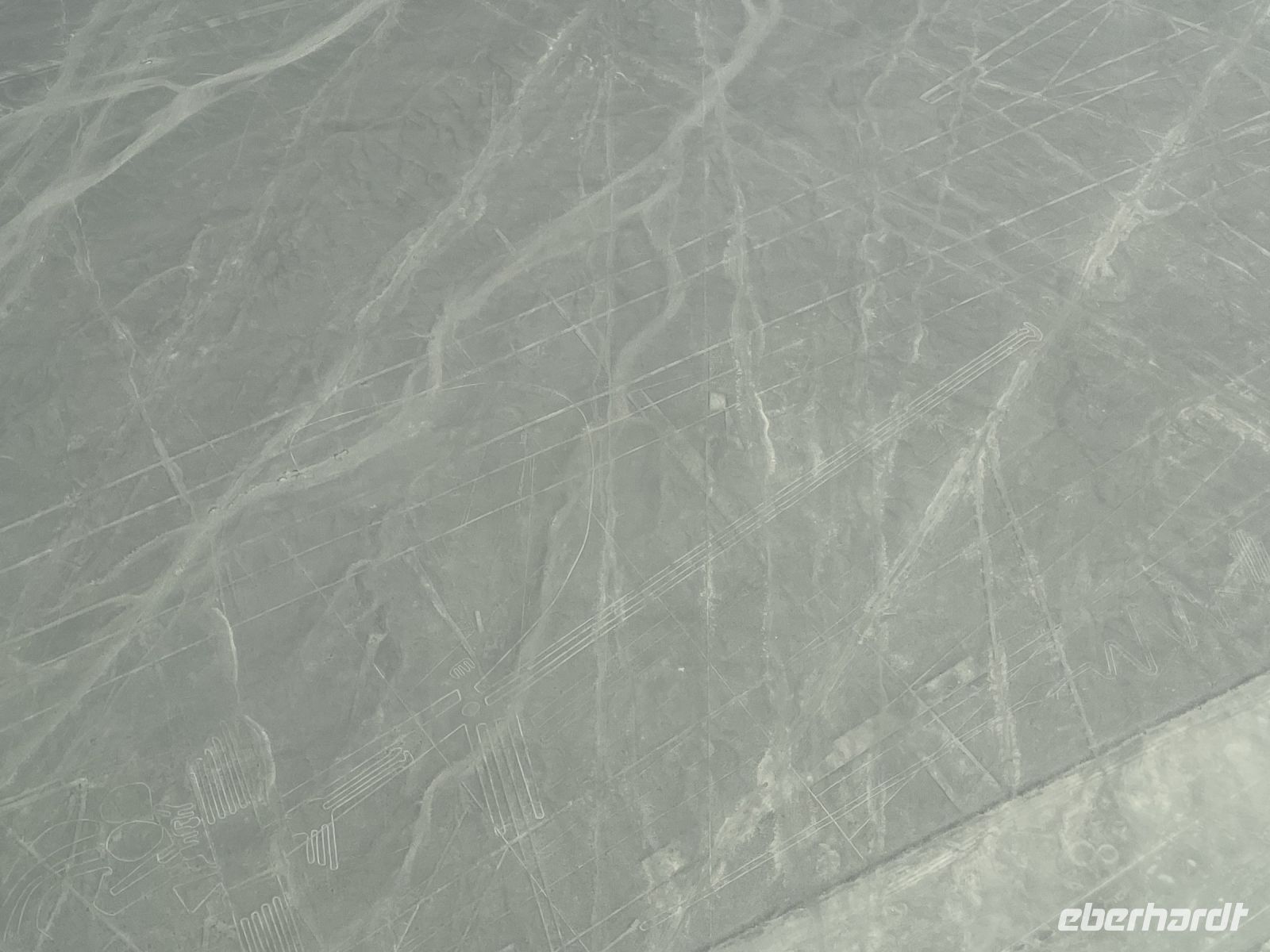 der Pelikan (pelícano)