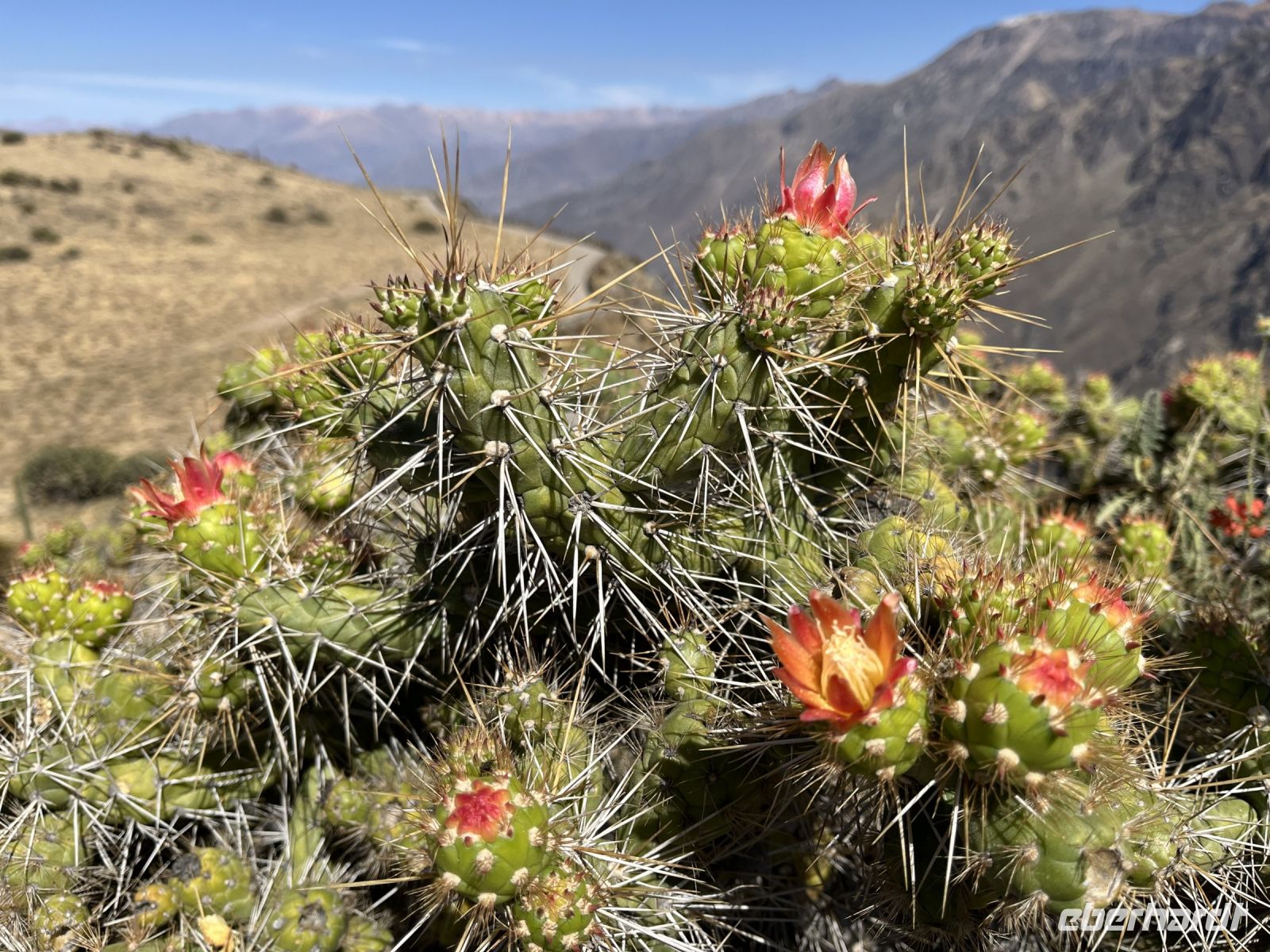 Kaktus im Colca Tal